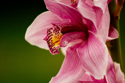 Orchid: Why You'll Love this Skincare Ingredient