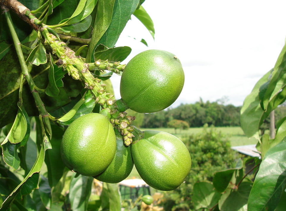 Cacay: The Colombian Superfruit You Need in Your Skincare